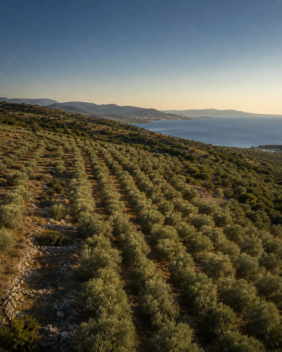 Repräsentatives T.G.T.-Motiv eines Olivenhains nahe der Ägäis in Akbük, Didim